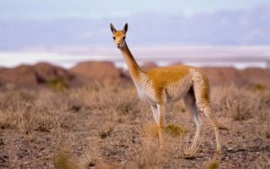 Guanaco