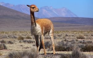 Vicuna